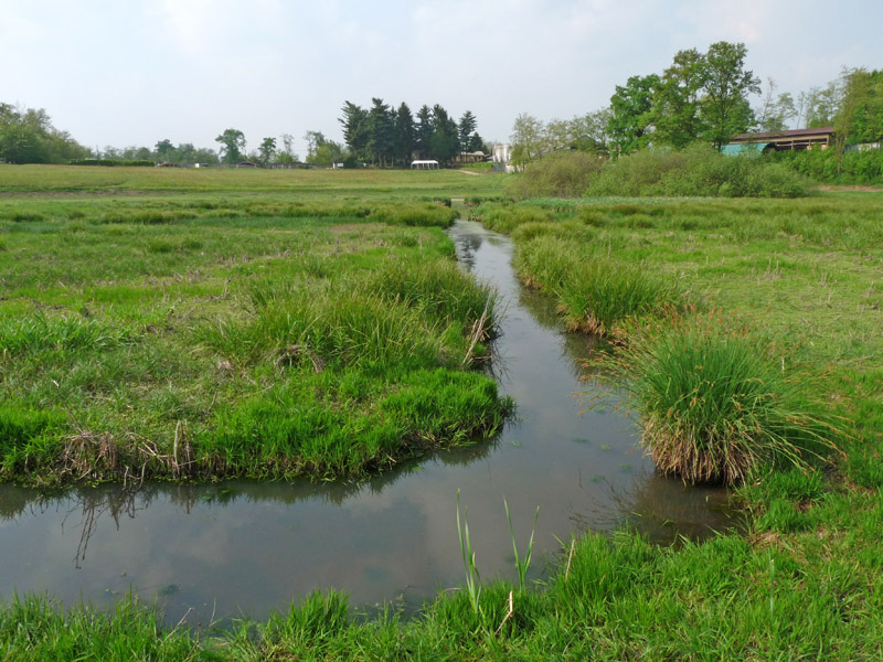 Coniugazione di Spirogyra